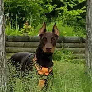 Meet your Posher, Debbie